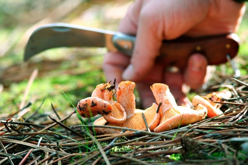 Na grzyby przyda ci się specjalny nożyk, fot. Shutterstock /materiały prasowe