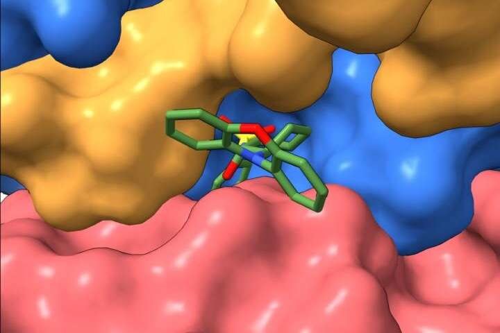 Na ilustracji SMAP przyłączające się do białka PP2A /Fot. Derek Taylor /materiały prasowe