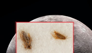 Na internetową aukcję trafiły martwe karaluchy karmione pyłem z Księżyca misji Apollo 11