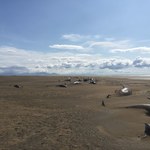 Na islandzkiej plaży znaleziono 50 martwych grindwali