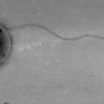 Na ISS odkryto trzy szczepy bakterii nieznane nauce
