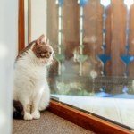 Na jak długo można zostawić kota w domu? Koniecznie sprawdź, nim wyjedziesz na święta