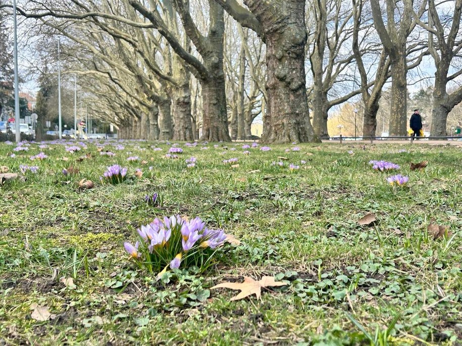 Na Jasnych Błoniach rosną setki tysięcy krokusów. /Aneta Łuczkowska /RMF FM - reporter