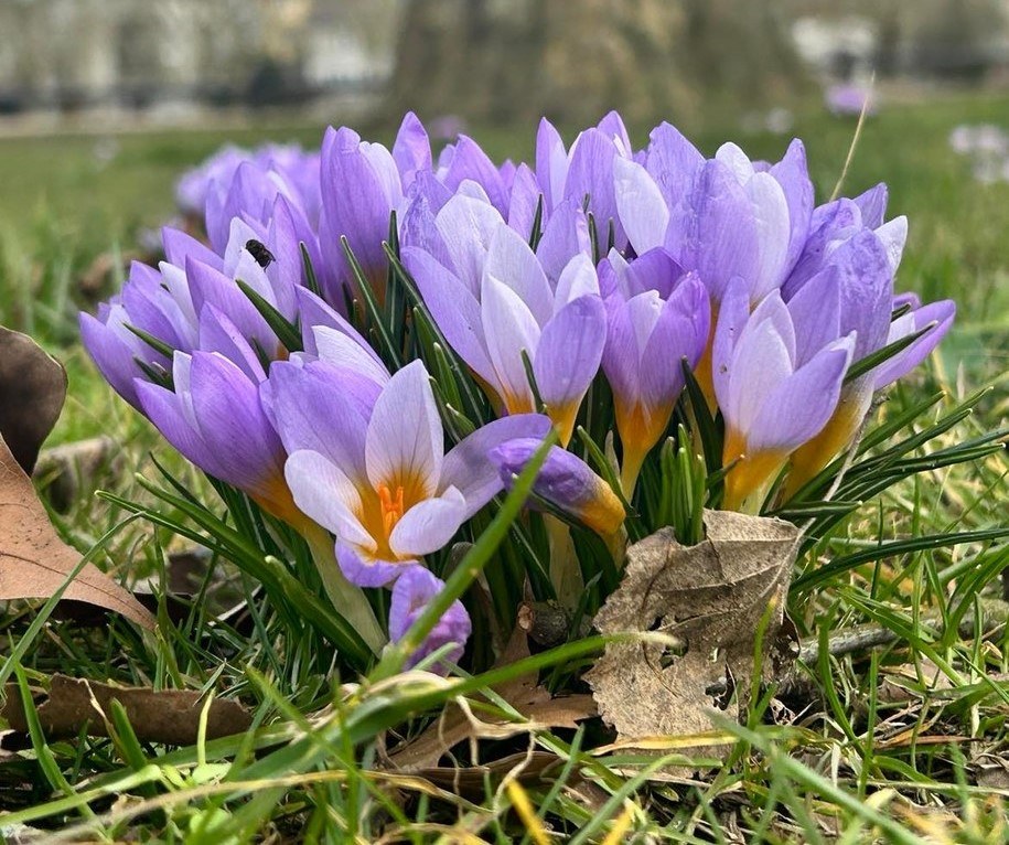 Na Jasnych Błoniach zakwitły pierwsze krokusy /Aneta Łuczkowska /RMF FM
