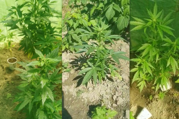 Na jednej z posesji w gminie Krynice tomaszowscy kryminalni ujawnili kilkadziesiąt roślin konopi indyjskich /Lubelska Policja /Materiały prasowe