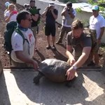 Na jednej z wysp Galapagos znaleziono żółwicę z gatunku uważanego za wymarły