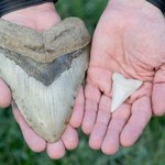 Na Jukatanie odkryto zęby megalodona