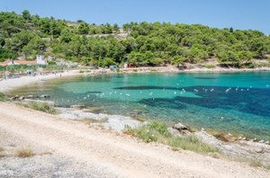 Na kamienistych plażach Chorwacji ich pełno. Co robić gdy nadepniesz na jeżowca?