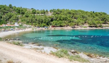 Na kamienistych plażach Chorwacji ich pełno. Co robić gdy nadepniesz na jeżowca?