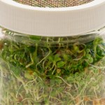 Na kanapkę, do zupy i smoothie. Zbijają cholesterol, są źródłem białka i błonnika