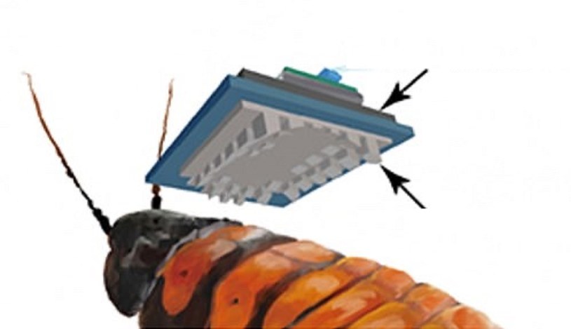 Na korpusie owada jest instalowany panel elektroniczny, który wprowadza sygnały elektryczne wprost do układu nerwowego karalucha /domena publiczna
