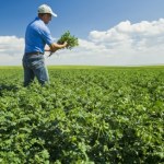 Na księżycowej glebie wyrosła roślina. Jemy ją czasem na obiad