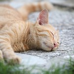 Na którym boku śpi twój kot? Większość wybiera jeden i to nie przypadek