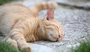 Na którym boku śpi twój kot? Większość wybiera jeden i to nie przypadek