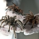 Na lotnisku słodycze miały dziwny zapach. Tak znaleźli 1500 pająków