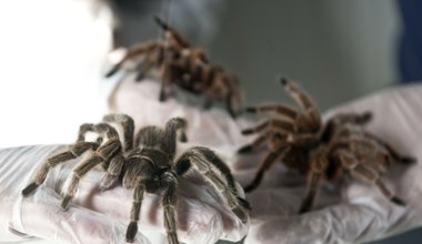 Na lotnisku słodycze miały dziwny zapach. Tak znaleźli 1500 pająków