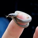 Na Martynice odkryto najmniejszego węża świata