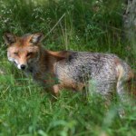 ​Na Mazowszu trwa akcja szczepienia lisów przeciwko wściekliźnie