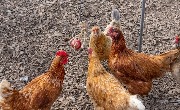 Na Mazowszu wykryto ognisko rzekomego pomoru drobiu