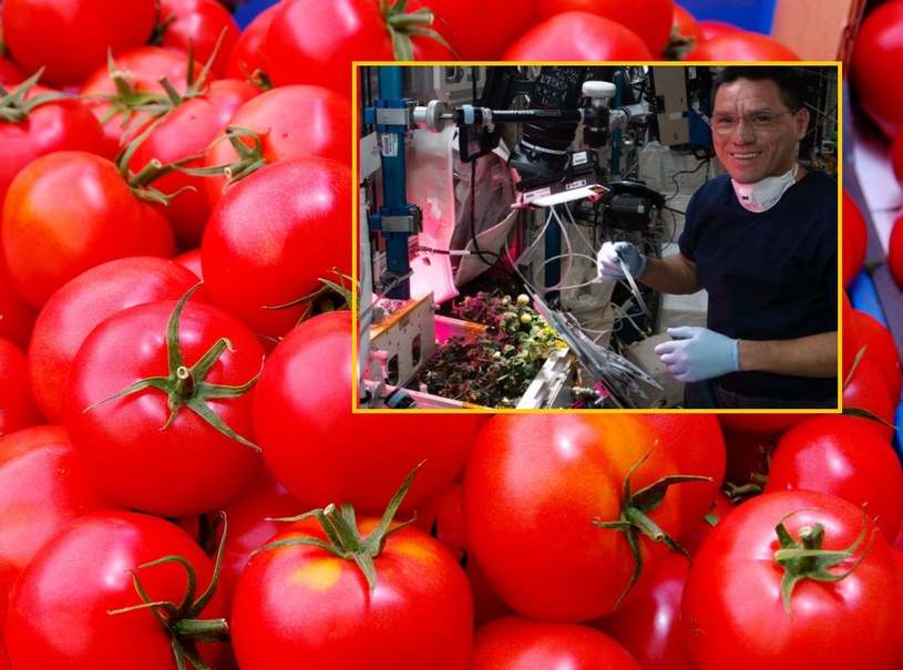 Na Międzynarodowej Stacji Kosmicznej wyhodowali pomidory. Mają smakować jak te, które rosną na Ziemi. /East News