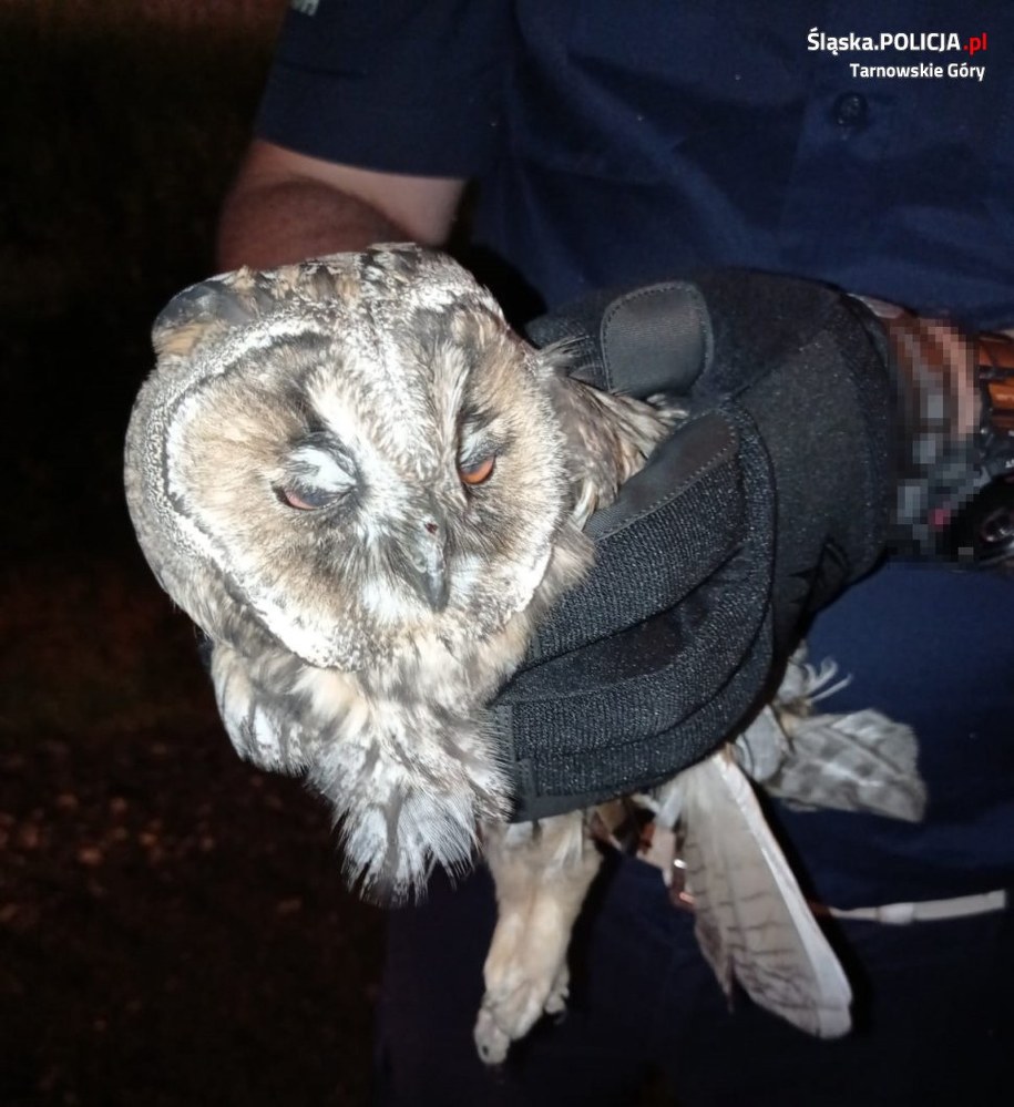 Na miejsce wezwano weterynarza, który opatrzył rannego ptaka i przewiózł go do lecznicy /Śląska policja /
