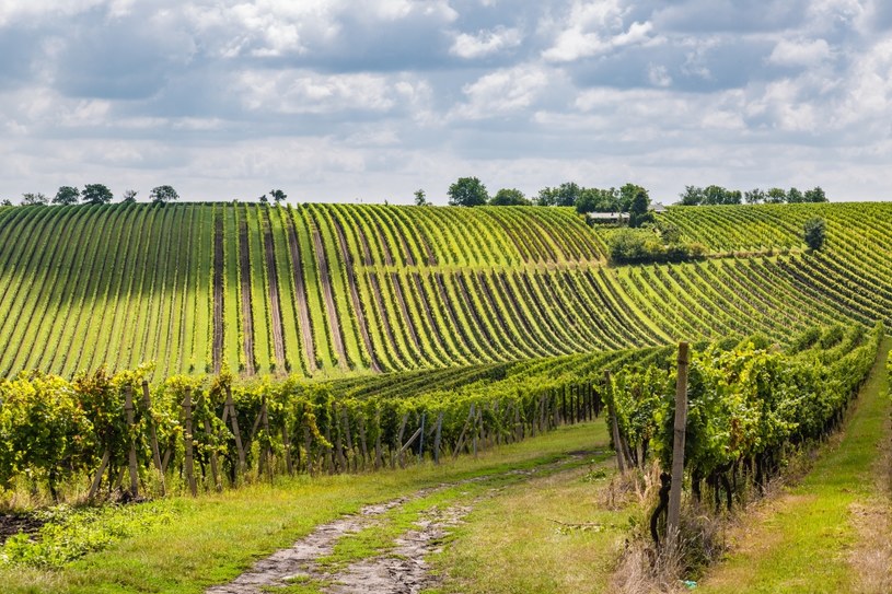 Na Morawach dojrzewają wyjątkowe owoce, z których powstaje cudowne wino /123RF/PICSEL