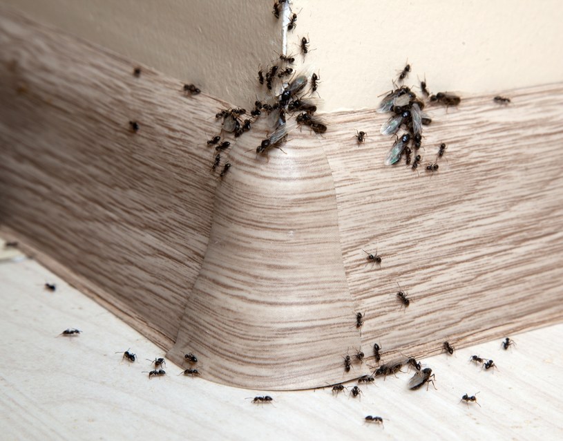 Na mrówki odstraszająco działa ocet /123RF/PICSEL