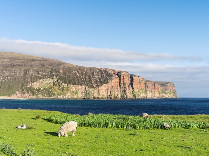 Na niewielkiej wyspie na środku Atlantyku owce poza trawą zaczęły żywić się także wodorostami /Martin Zwick/REDA&CO/Universal Images Group /Getty Images