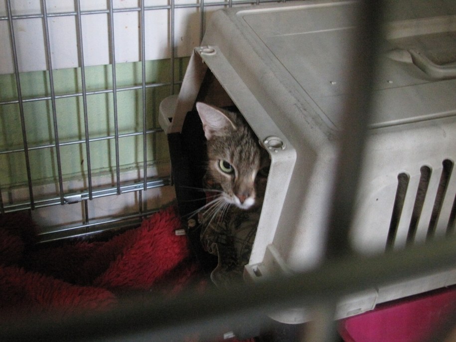 Na nowy dom czekają też trzy inne kociaki z domu nastolatka &nbsp; /Maciej Grzyb /RMF FM