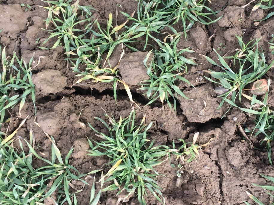 na okolicznych polach tworzą się coraz głębsze zapadliska /Marcin Buczek /RMF FM