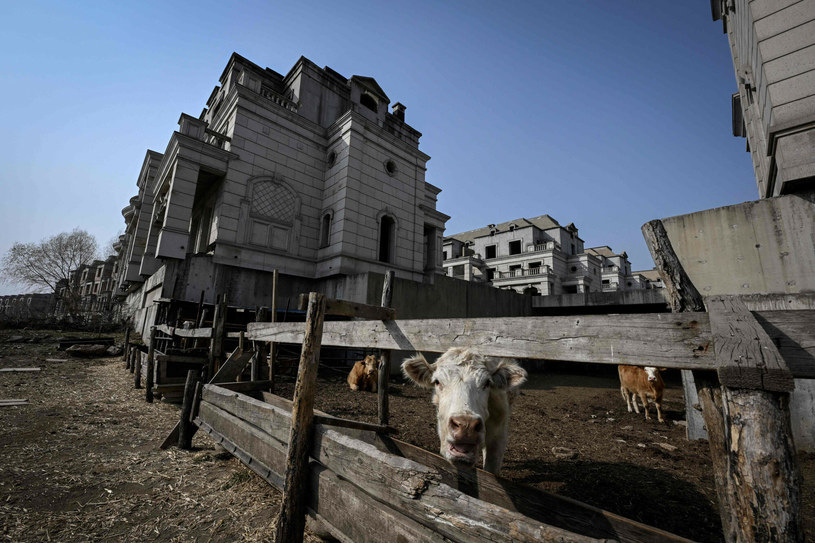 Na osiedlu milionerów można spotkać krowy /JADE GAO/AFP/East News /East News