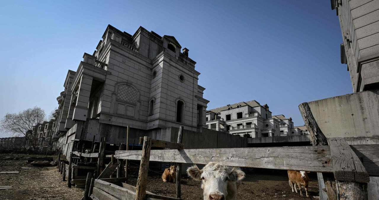 Na osiedlu milionerów można spotkać krowy /JADE GAO/AFP/East News /East News