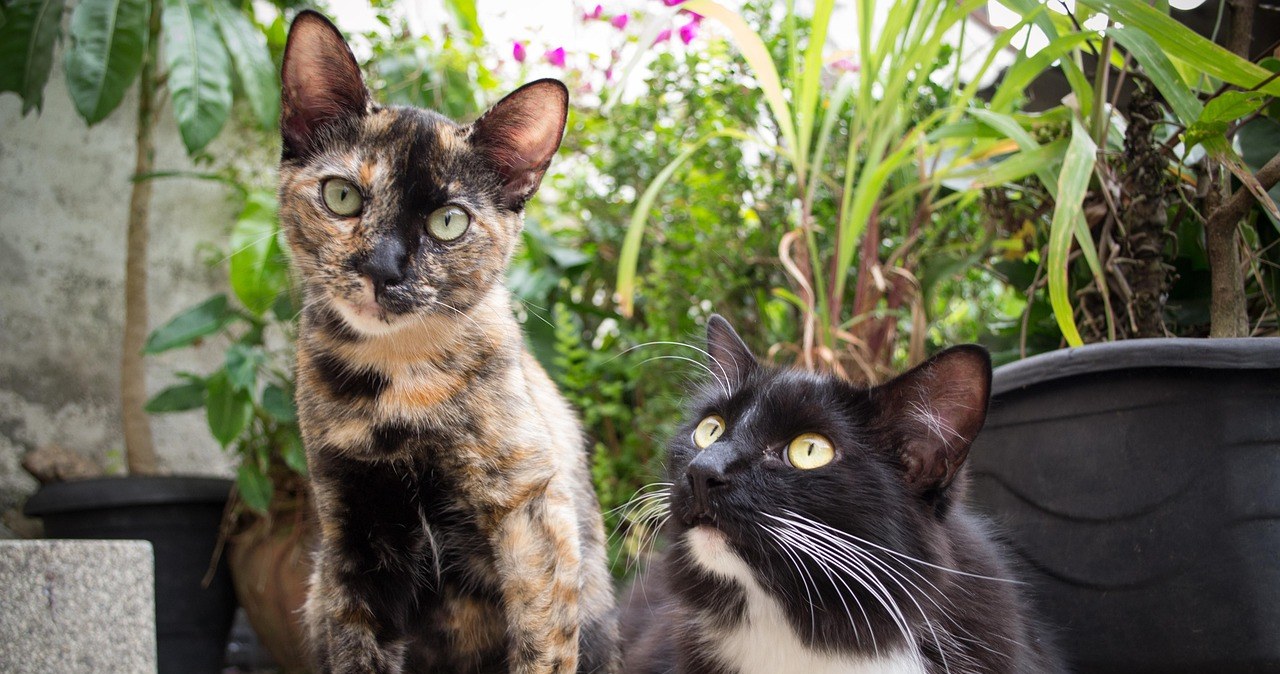 На острові Табарка мешкає у двічі більше котів, ніж людей, що додає йому унікального шарму /pixabay.com