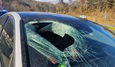 "Na pewno mi pan nie uwierzy". Ptak upuścił nietypowy pocisk w szybę auta