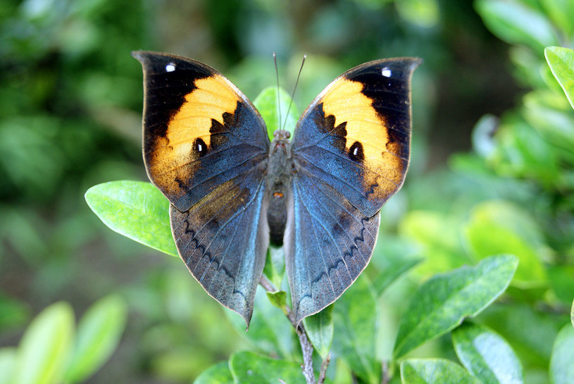 Na pierwszy rzut oka motyl niczym nadzwyczajnym się nie wyróżnia /Wikimedia