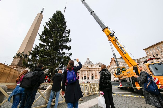 Na plac świętego Piotra przywieziono choinkę z Trydentu /Fabio Frustaci /PAP/EPA