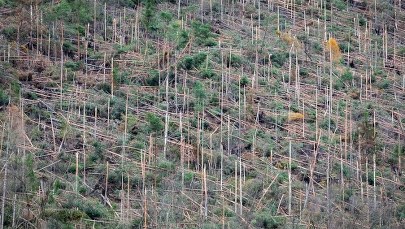 Na placu Świętego Piotra może stanąć choinka zniszczona w żywiole