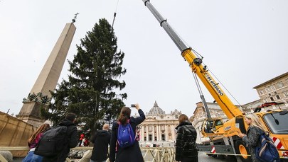 Na placu świętego Piotra pojawiła się już choinka