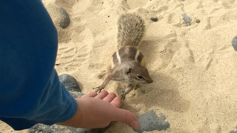 Na plażach można spotkać wiewiórki /mim /INTERIA.PL