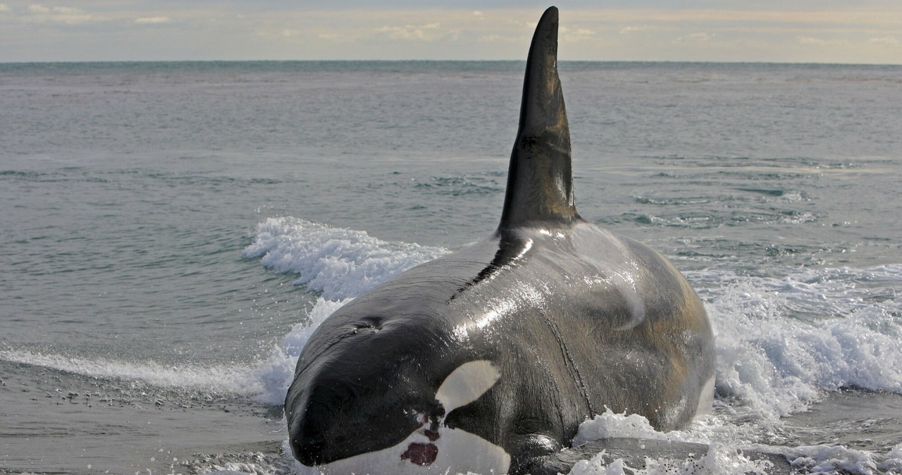 Na plaży na Półwyspie Helskim nie ma prawdziwego wieloryba, jest jedynie makieta /Ardea Picture Library /East News
