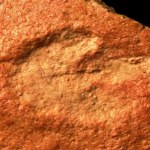 Na plaży w Darłowie odkryto ślady wyjątkowego dinozaura
