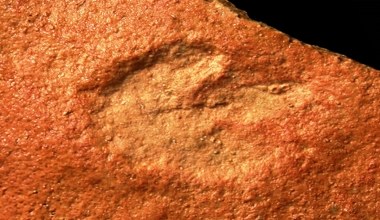 Na plaży w Darłowie odkryto ślady wyjątkowego dinozaura
