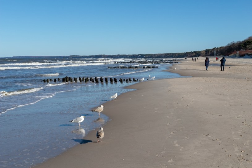 Na plaży w Ustce pojawili się niespodziewani goście /123RF/PICSEL