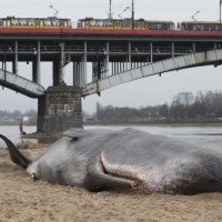 Wieloryb na plaży w Warszawie 