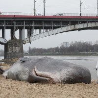 Wieloryb na plaży w Warszawie 