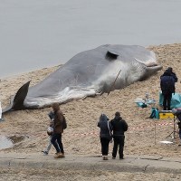 Wieloryb na plaży w Warszawie 