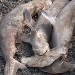 Na plaży znaleziono dziesiątki martwych rekinów