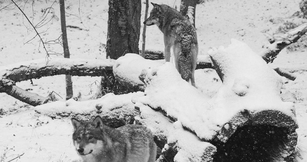 Na początku 1978 roku podjęto decyzję o odstrzale wilków /AFP