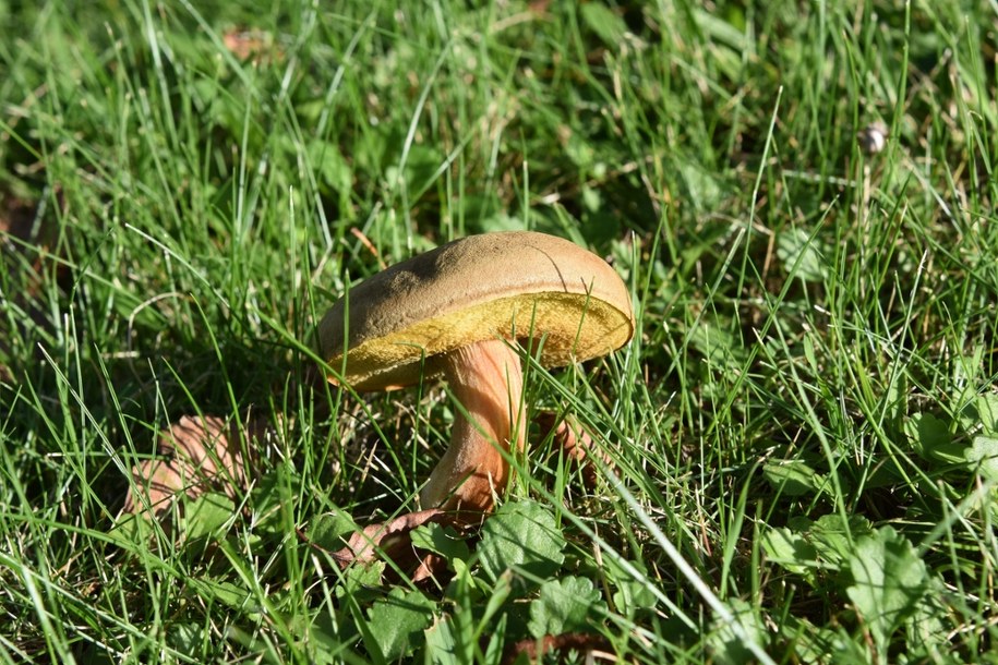 Na początku czerwca w lasach pojawiają się pierwsze podgrzybki zajączki /Shutterstock