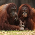 Na początku ludzie naśladowali... orangutany